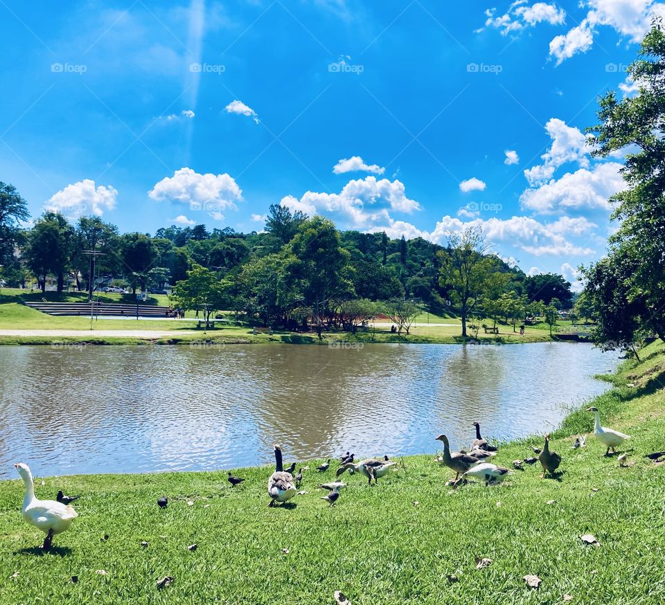 Agora: 11h30, e a combinação perfeita das cores da natureza impera na tela: o verde e o azul!
E esses gansos passeando à beira do Lago do Taboão?