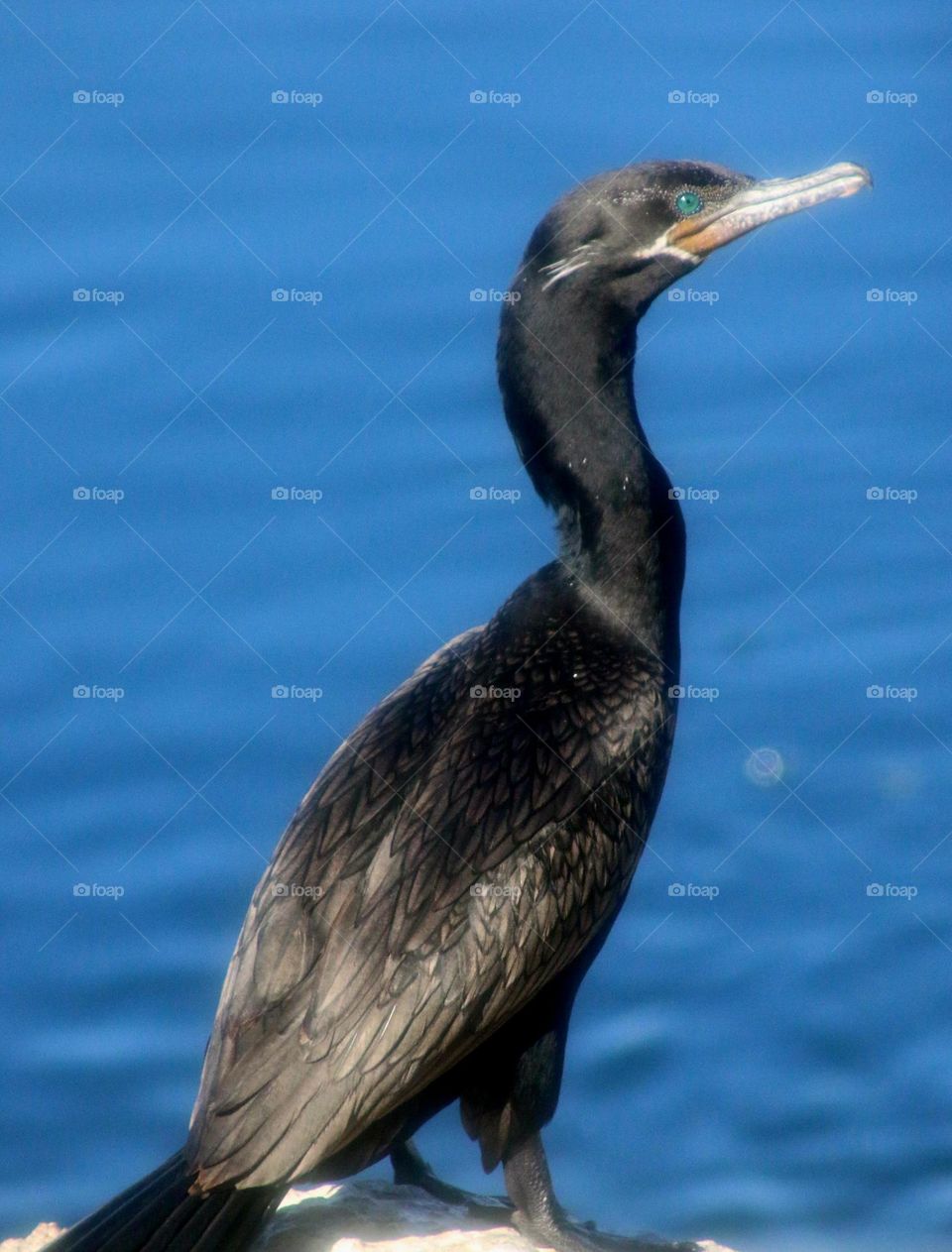 Cormorant at the Lake