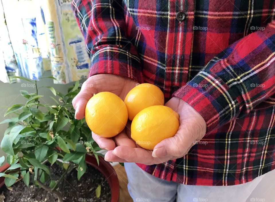 Hands Holding Lemons