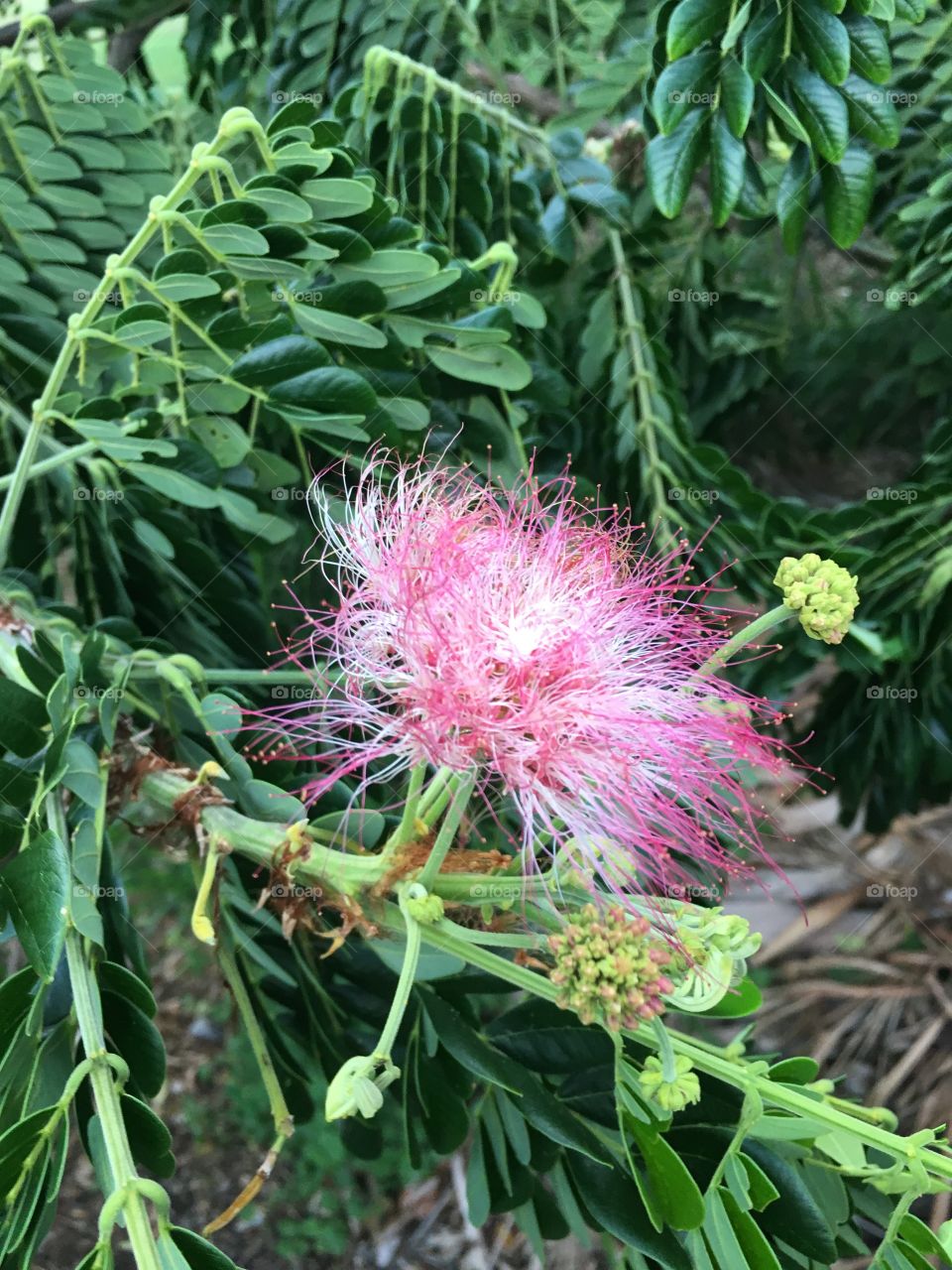 Flower with leaves in background