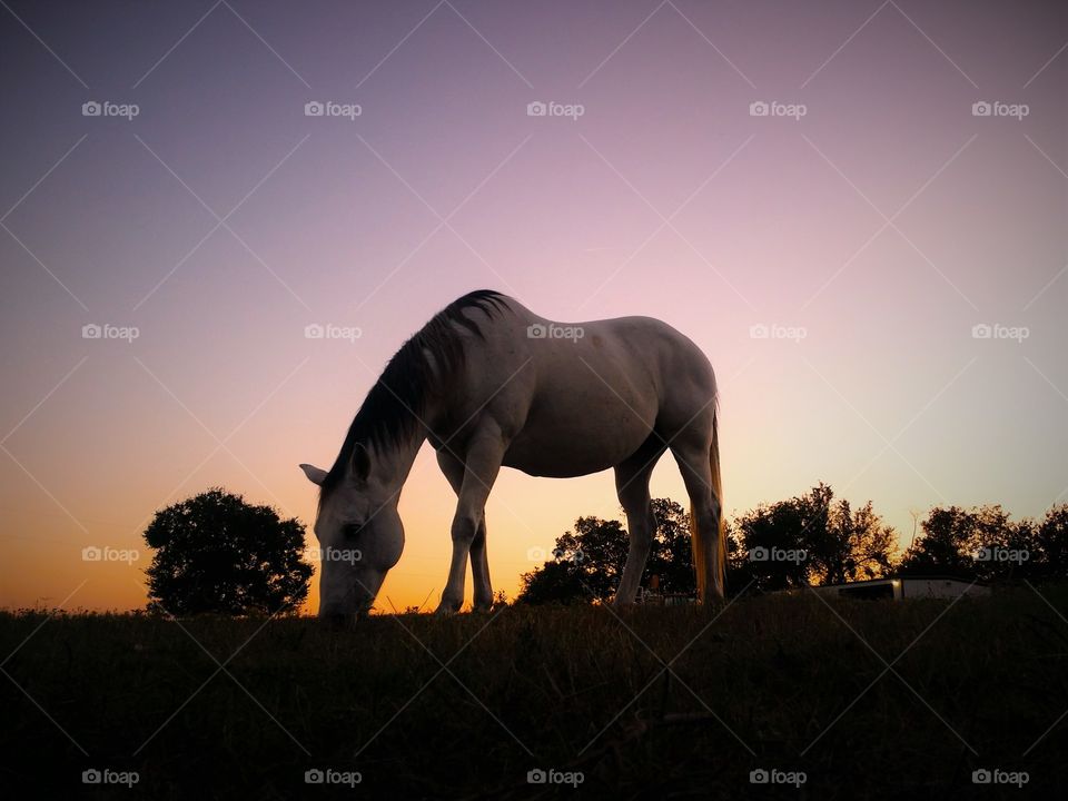 Gray Horse grazing at sunset