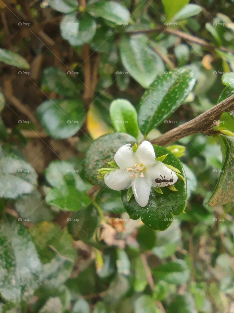 Fukien Tea Tree Flower