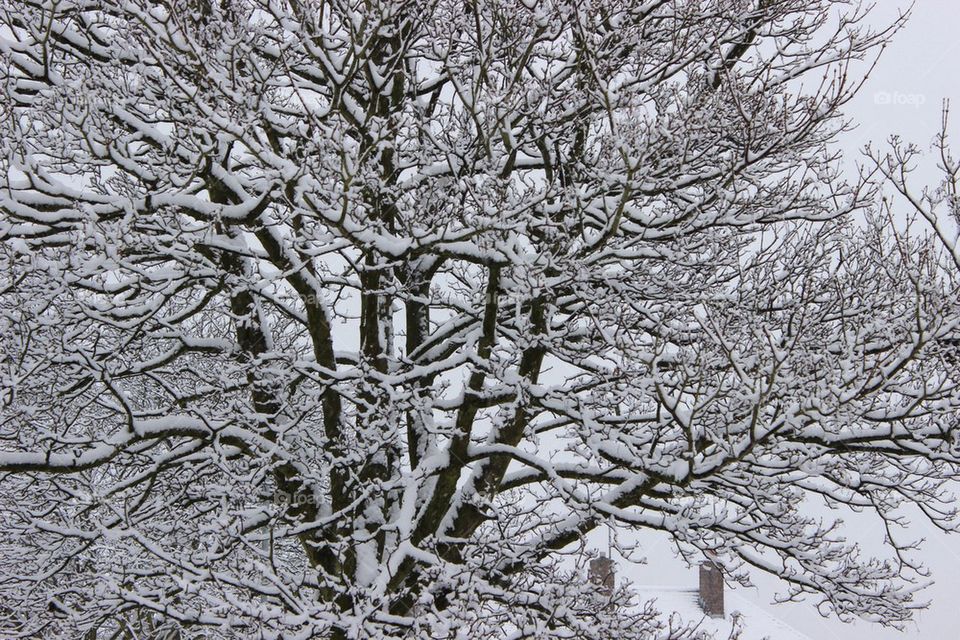 Snow covered trees