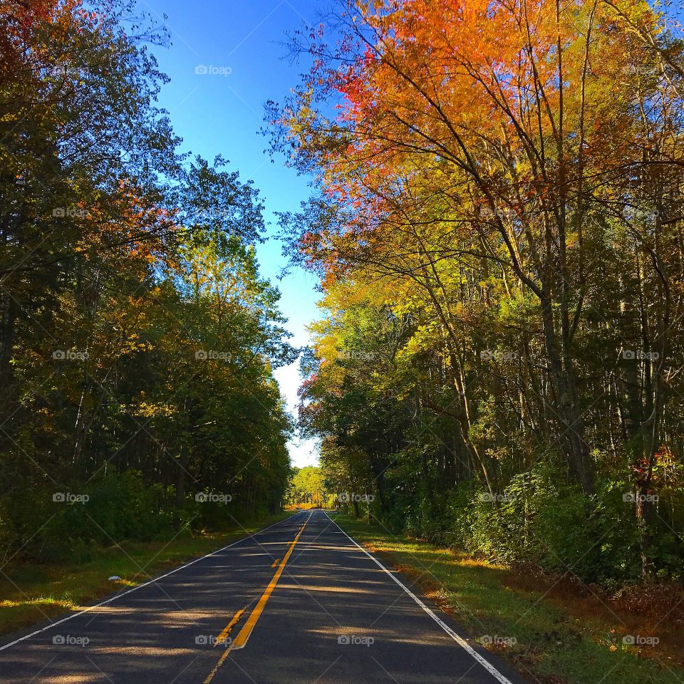 A beautiful fall day in the Jersey Pines 