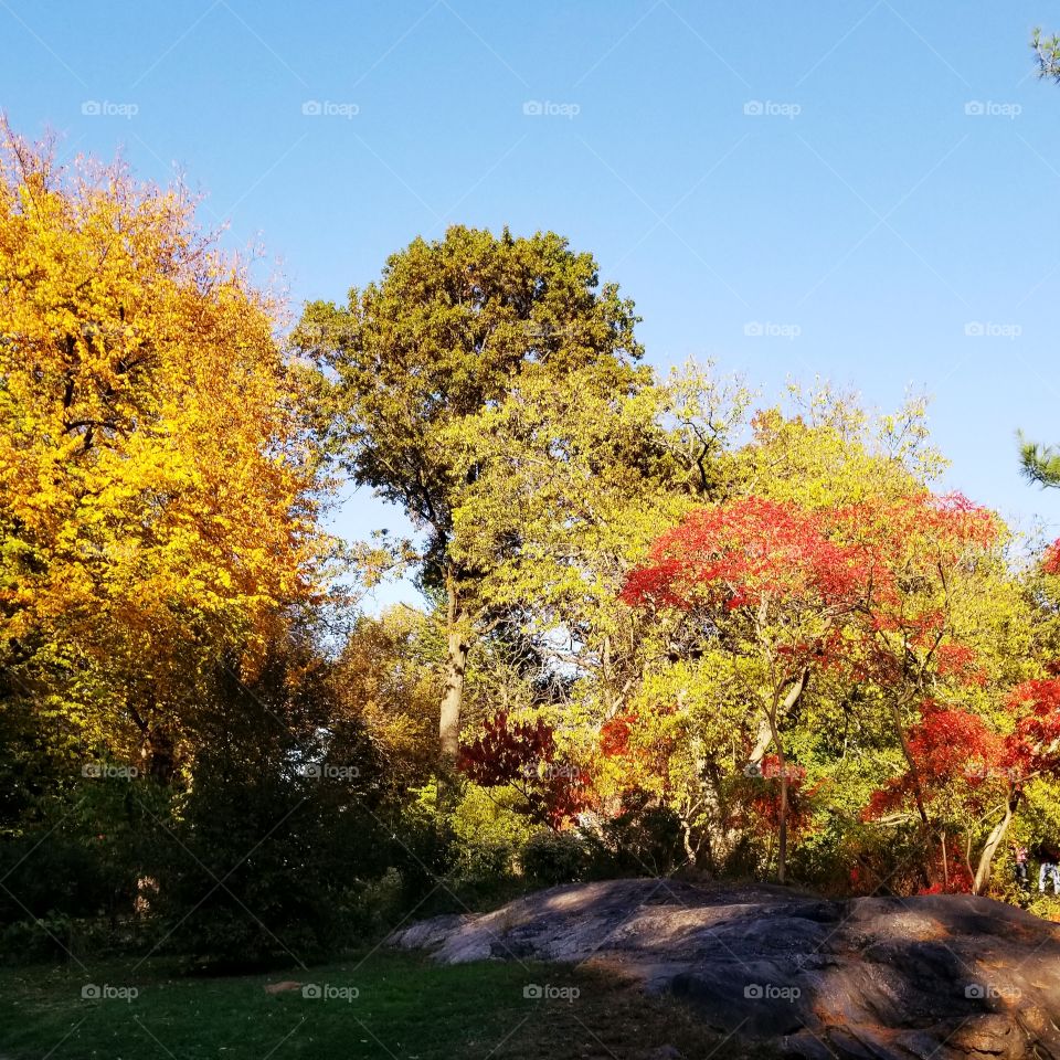 Central Park NYC