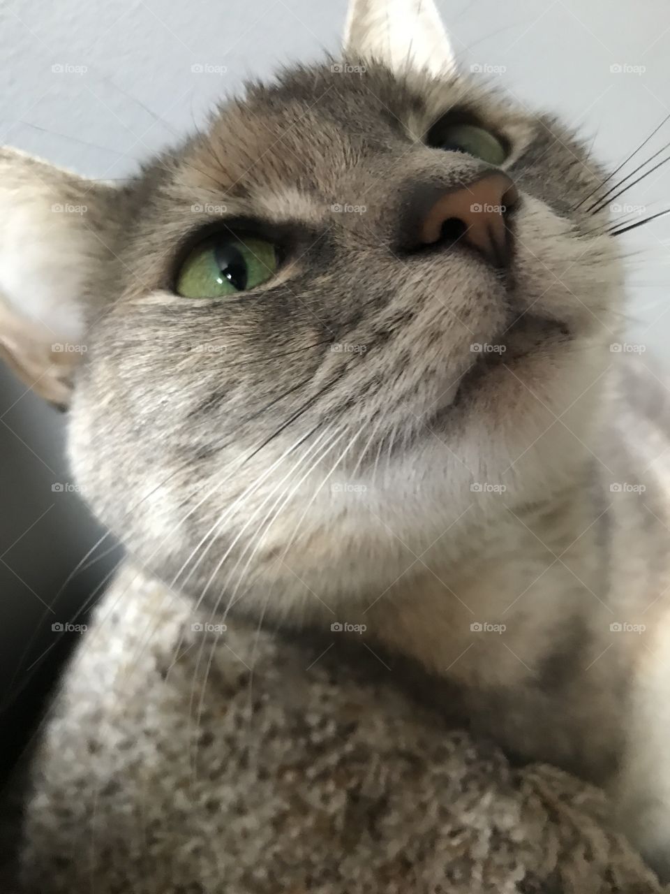 Close up Kitten