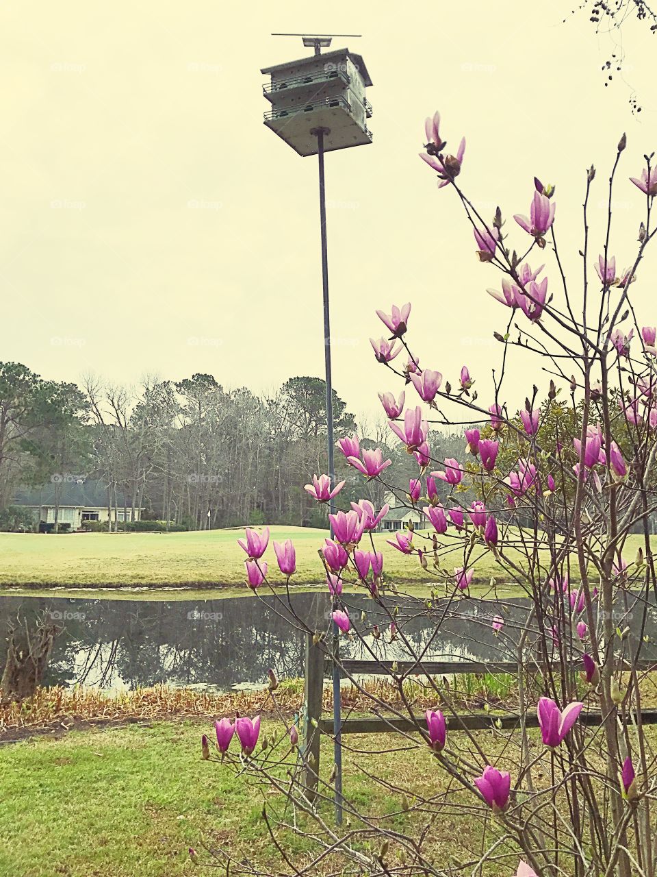 Tulip tree 