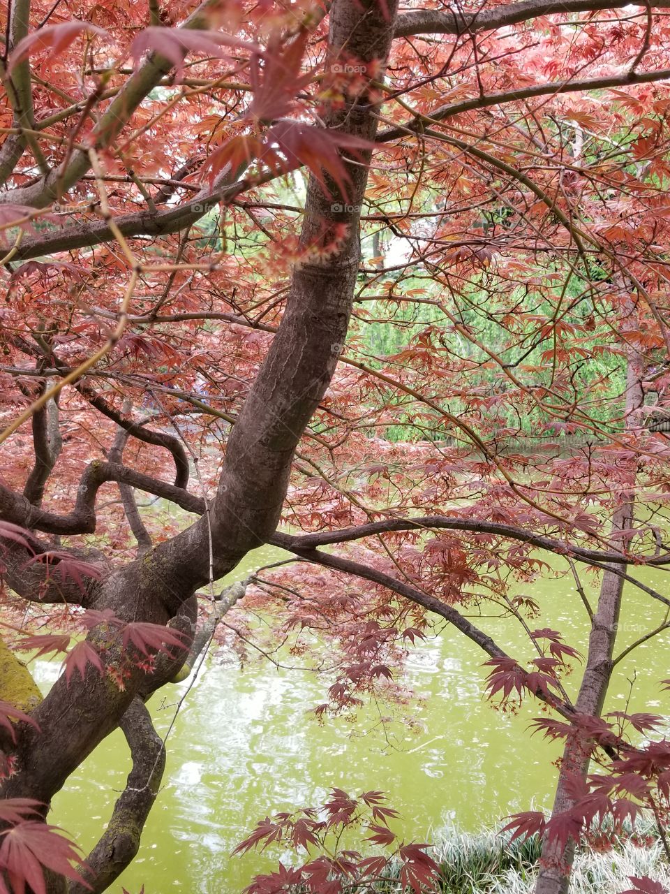 Brooklyn Botanical Gardens red tree