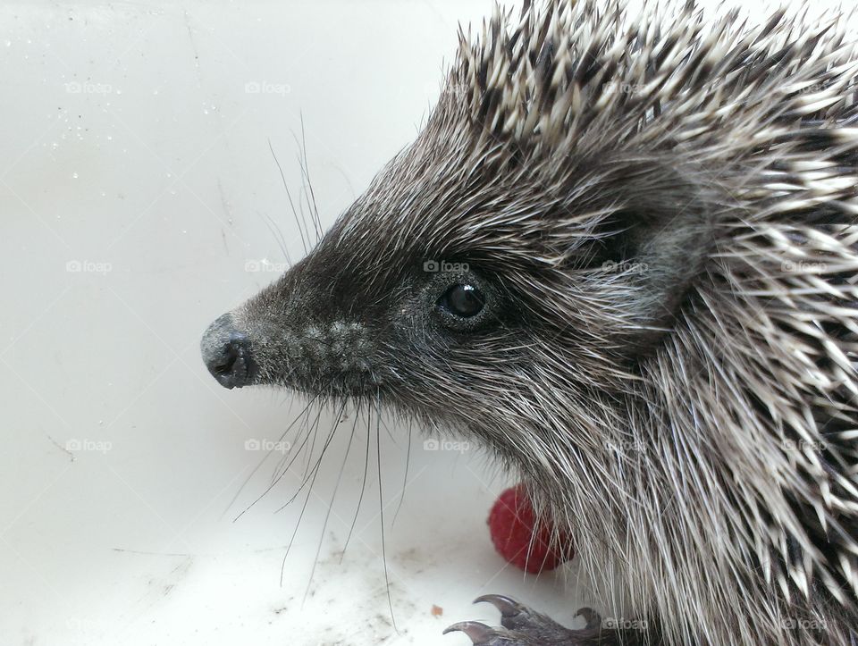 Happy hegehog. Smiling small hegehog