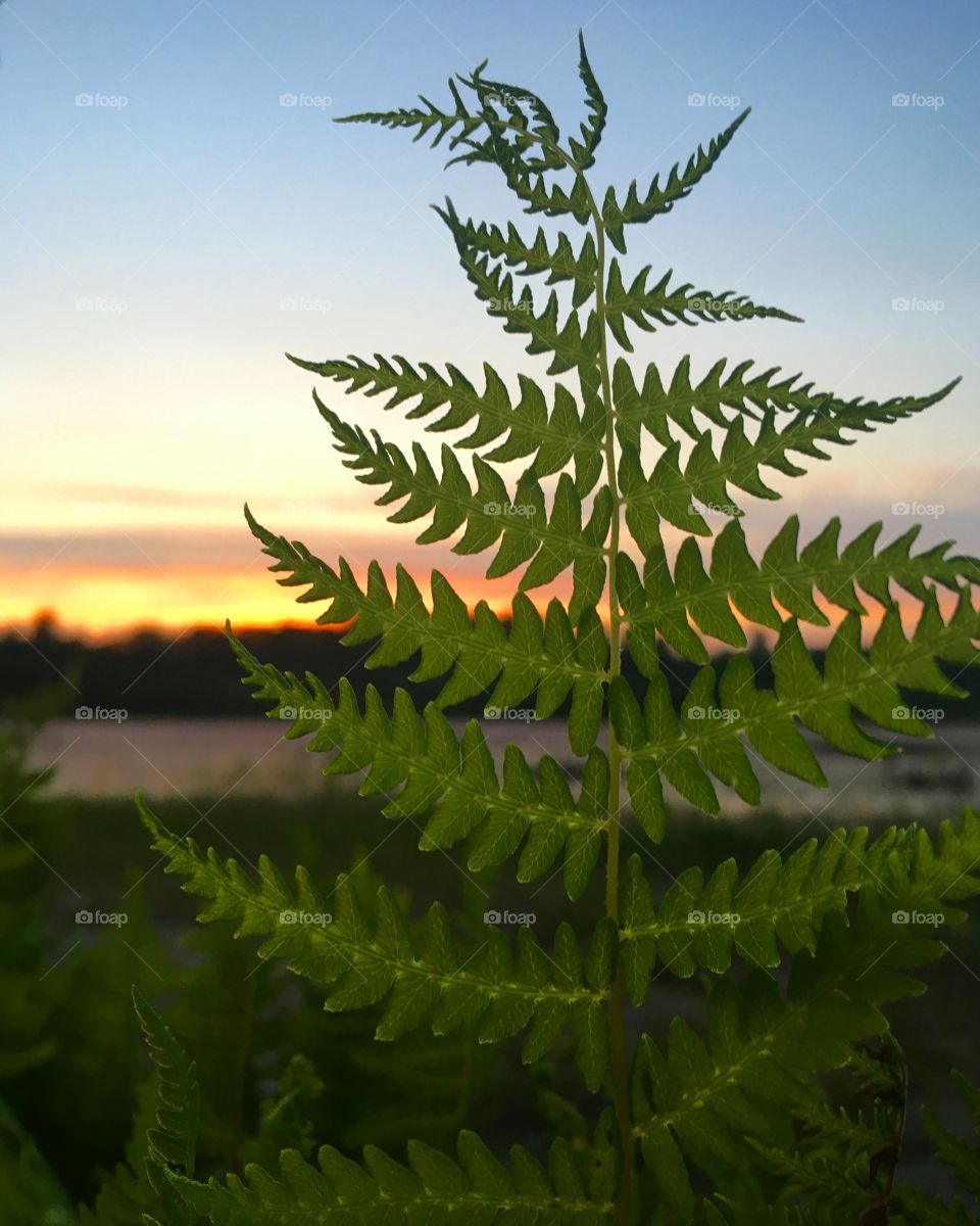 Fern at sunset