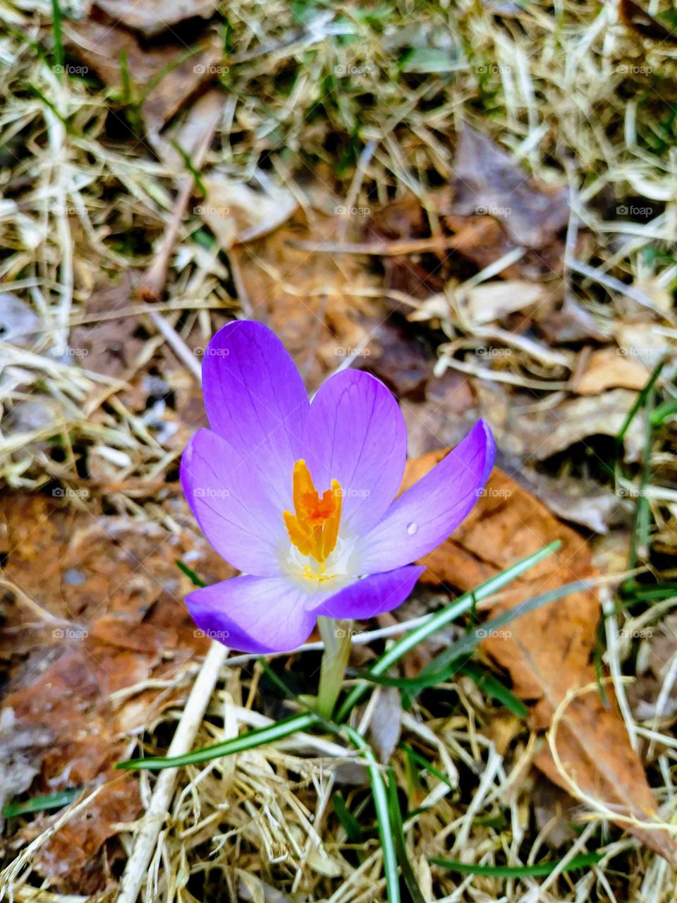 Spring has sprung/ Crocus