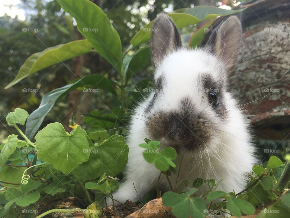 Baby rabbit