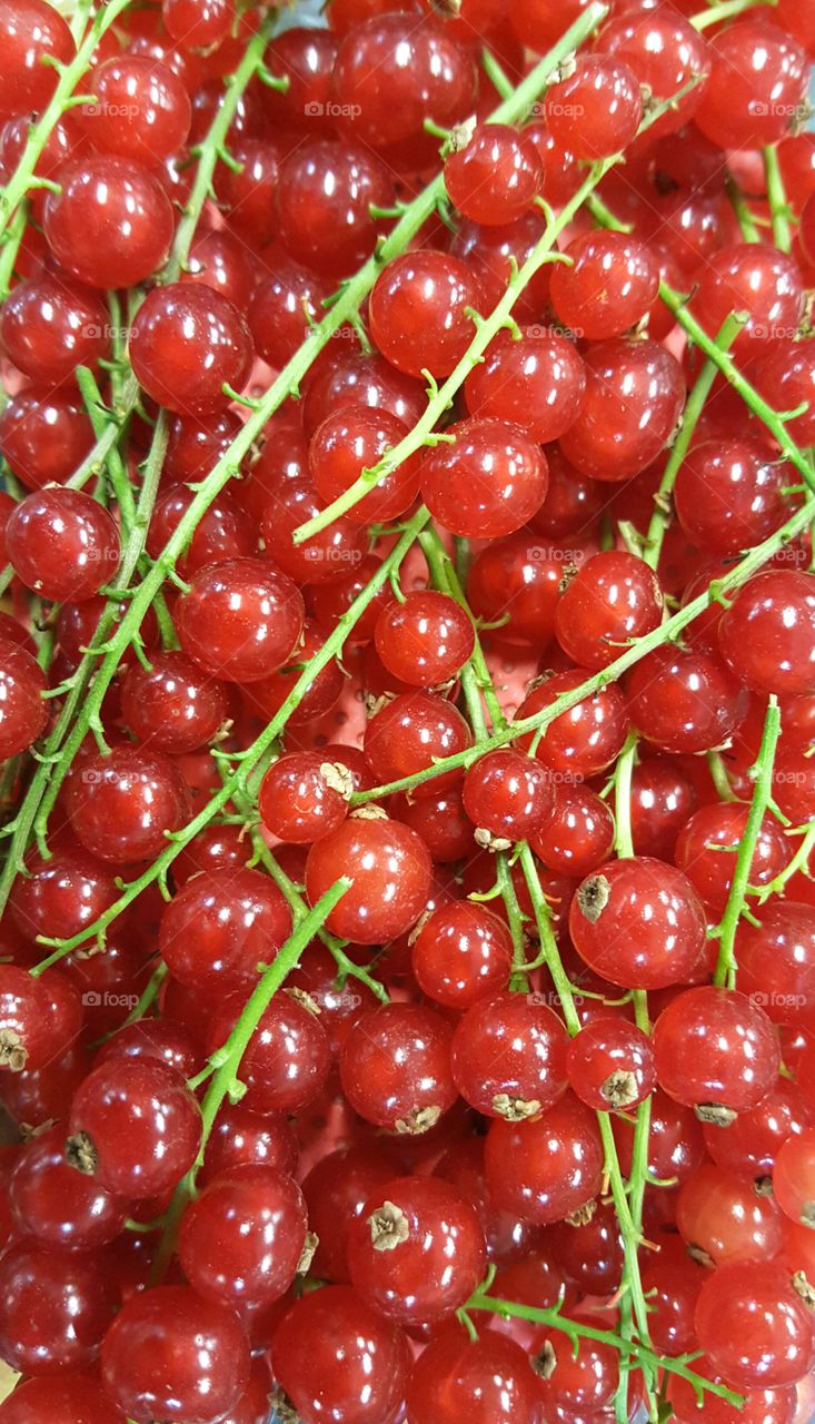 Red currants