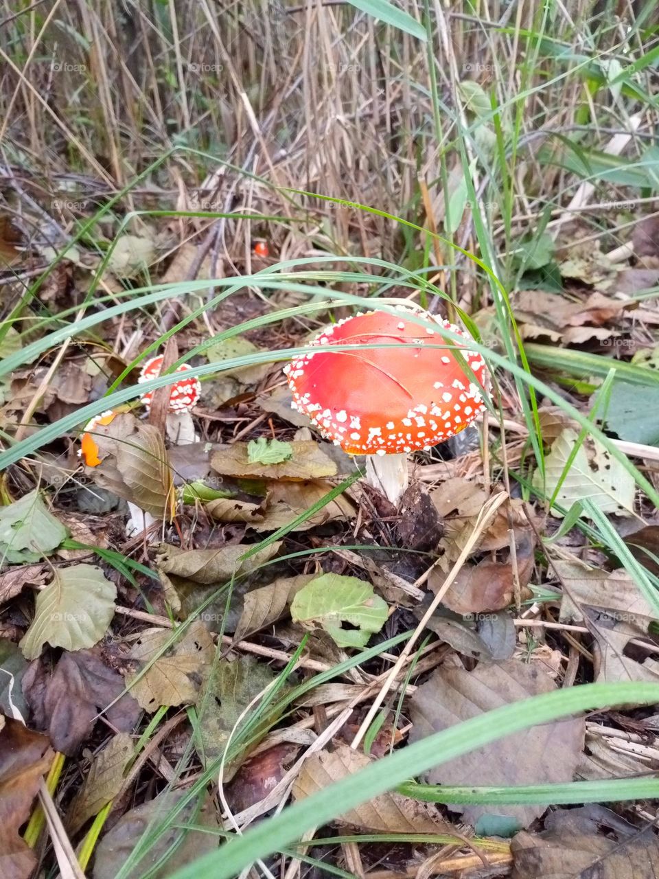 Fly agaric