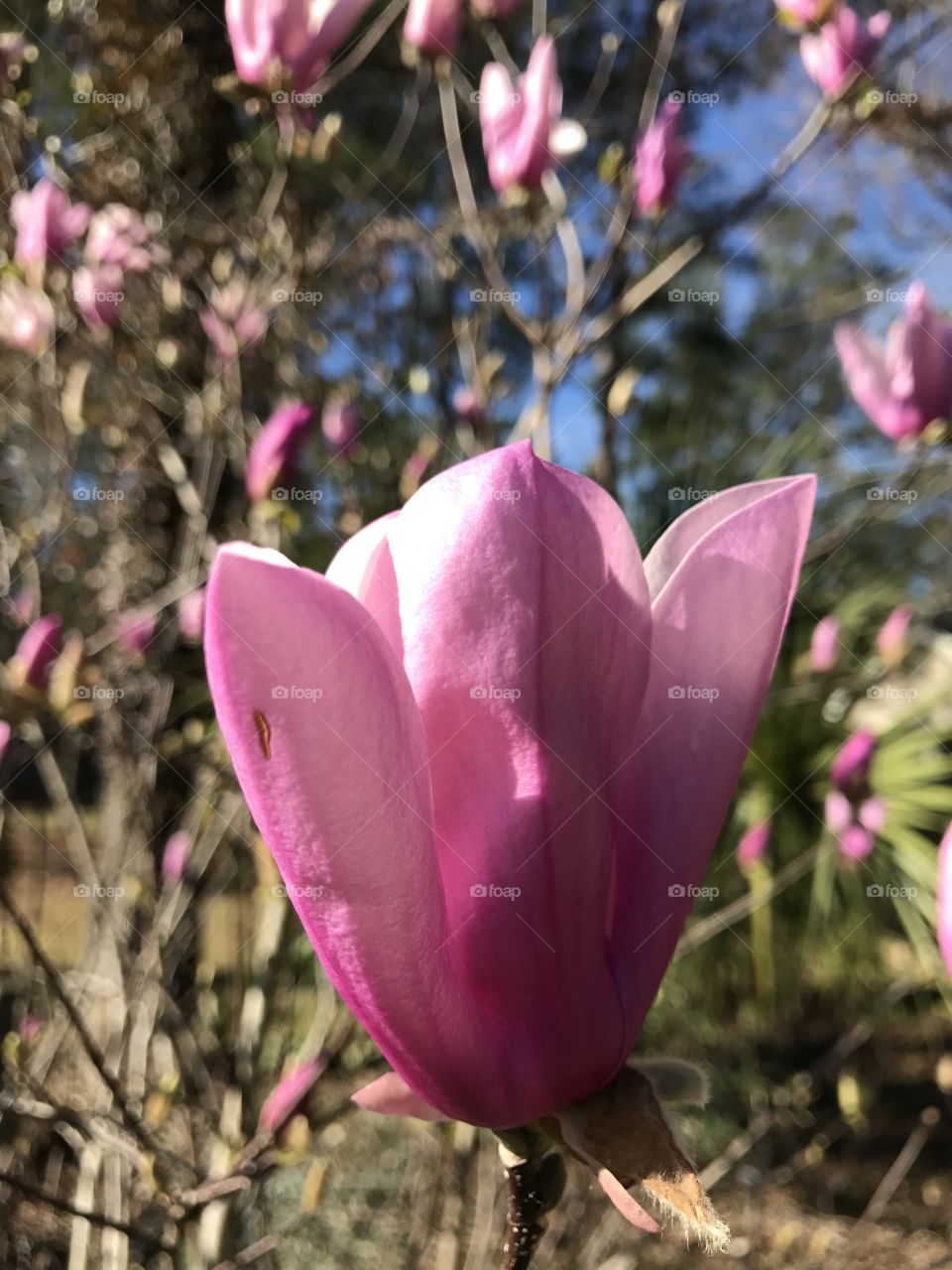 Tulip tree flowers 