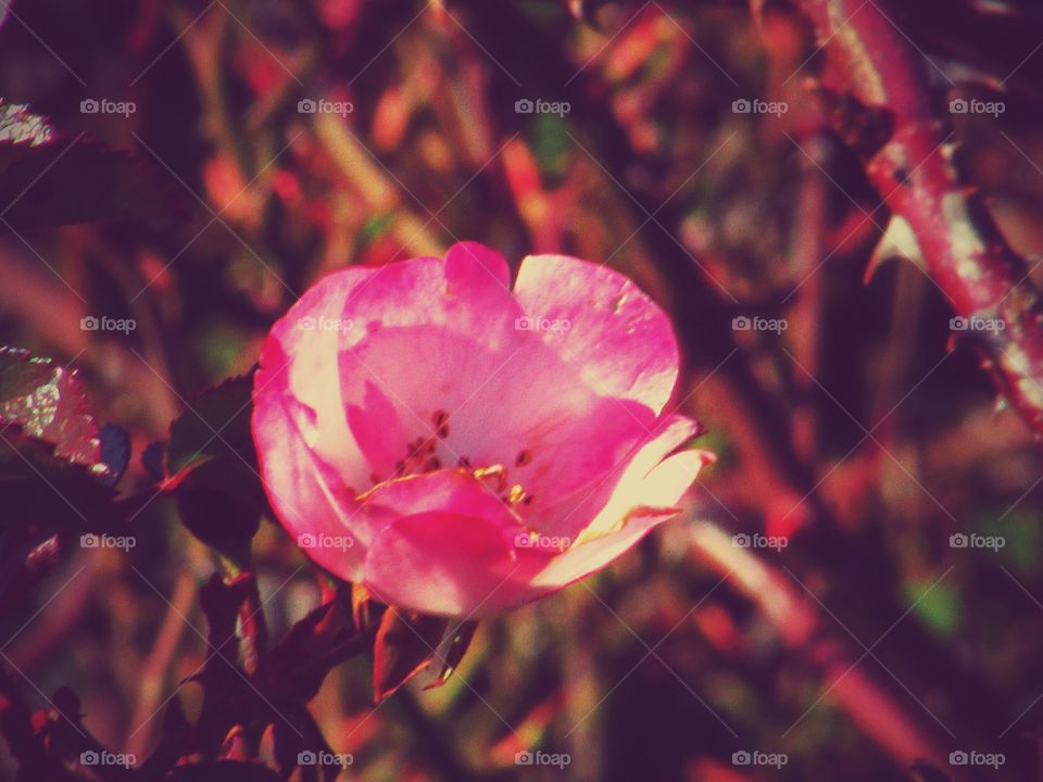 Flower, No Person, Nature, Leaf, Bright