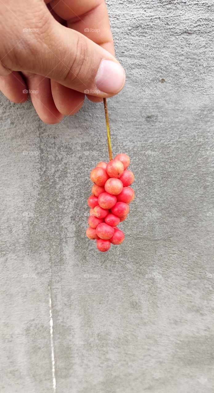 a small bunch of red ripe schisandra berries hanging down against a concrete gray wall