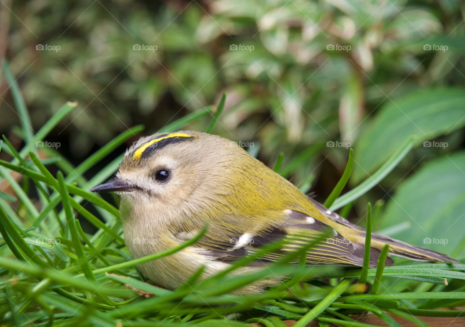 Cute bird on the grass