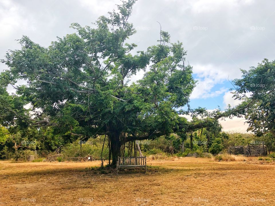 Tree with bench underneath 