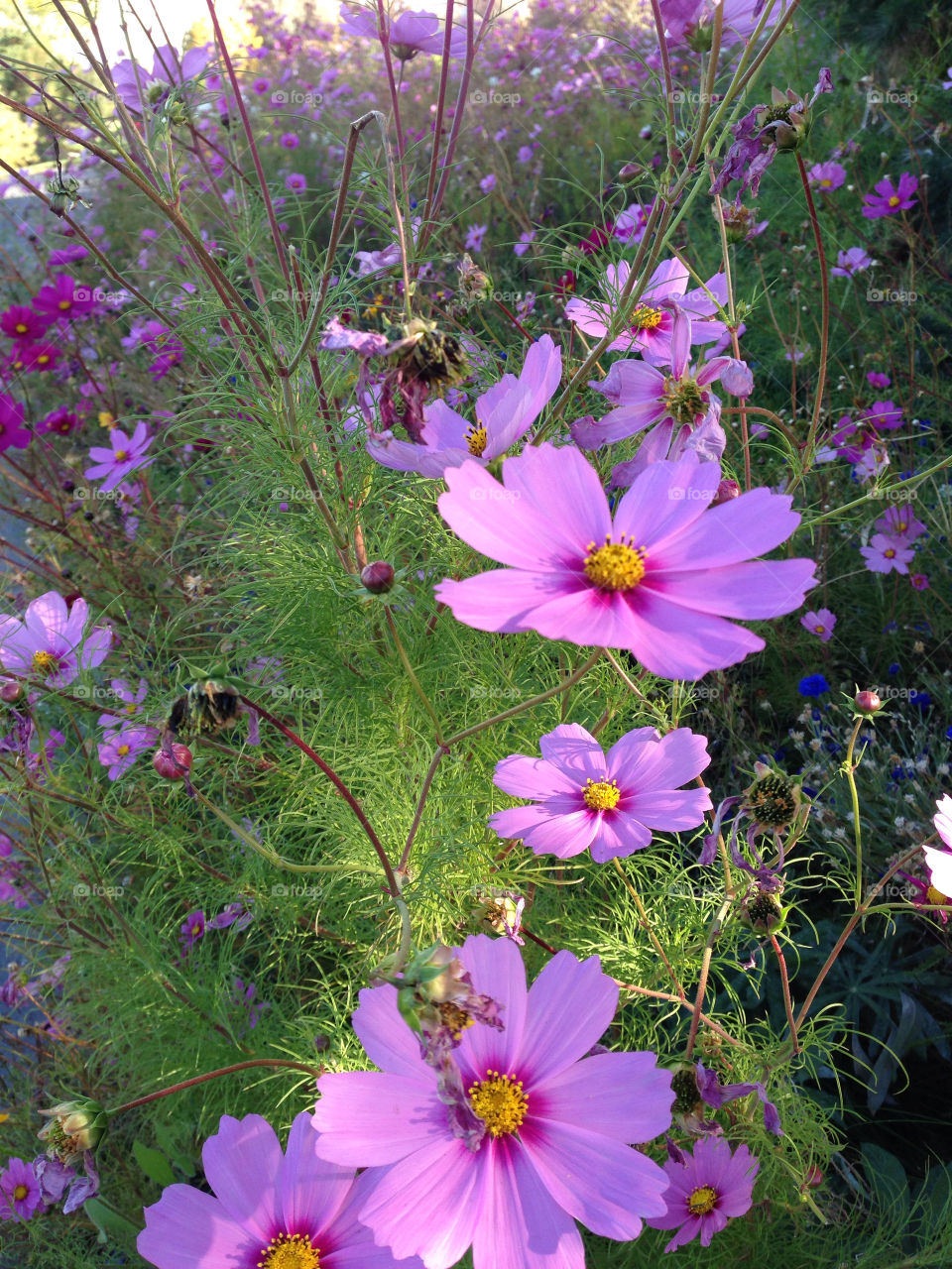 wildflowers reno nevada nature by melody