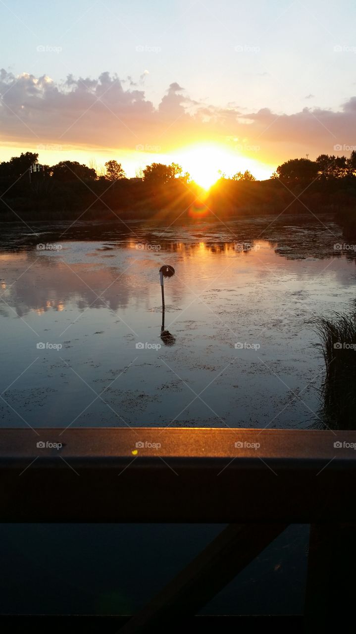 Sunset falling behind tree line over pond