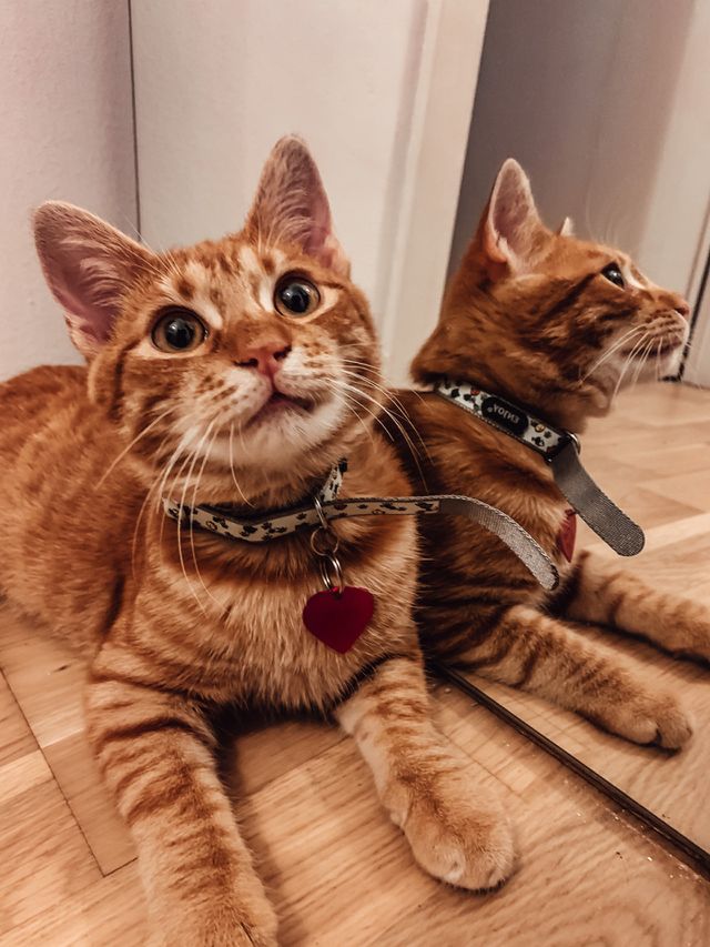 Double love