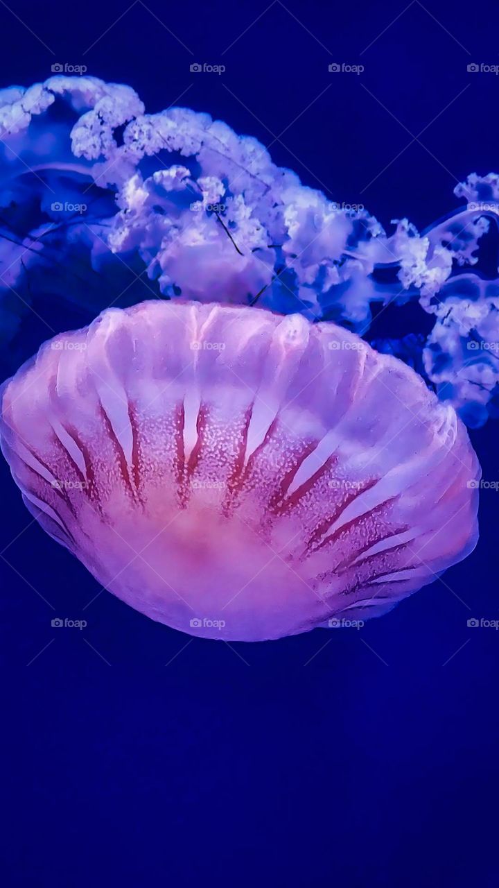 Jellyfish