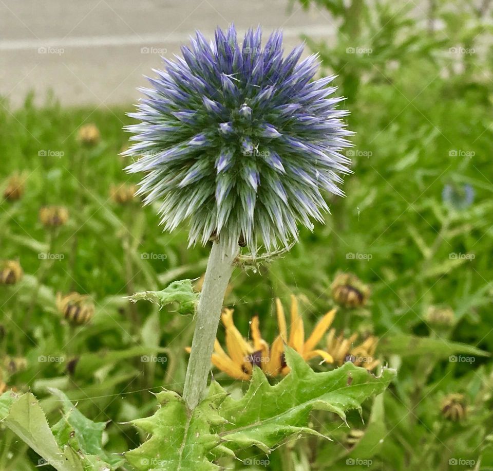 Purple thistle flower