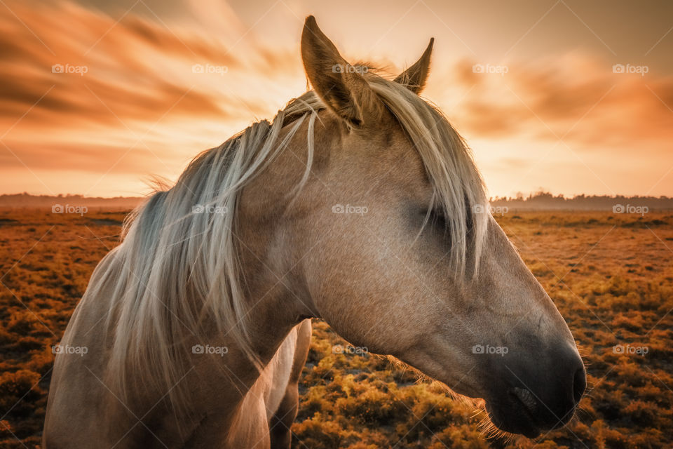 Pony on meadow during sunset