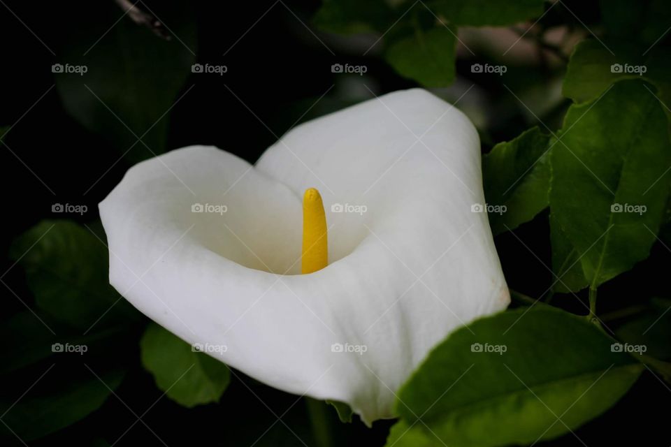 Calla