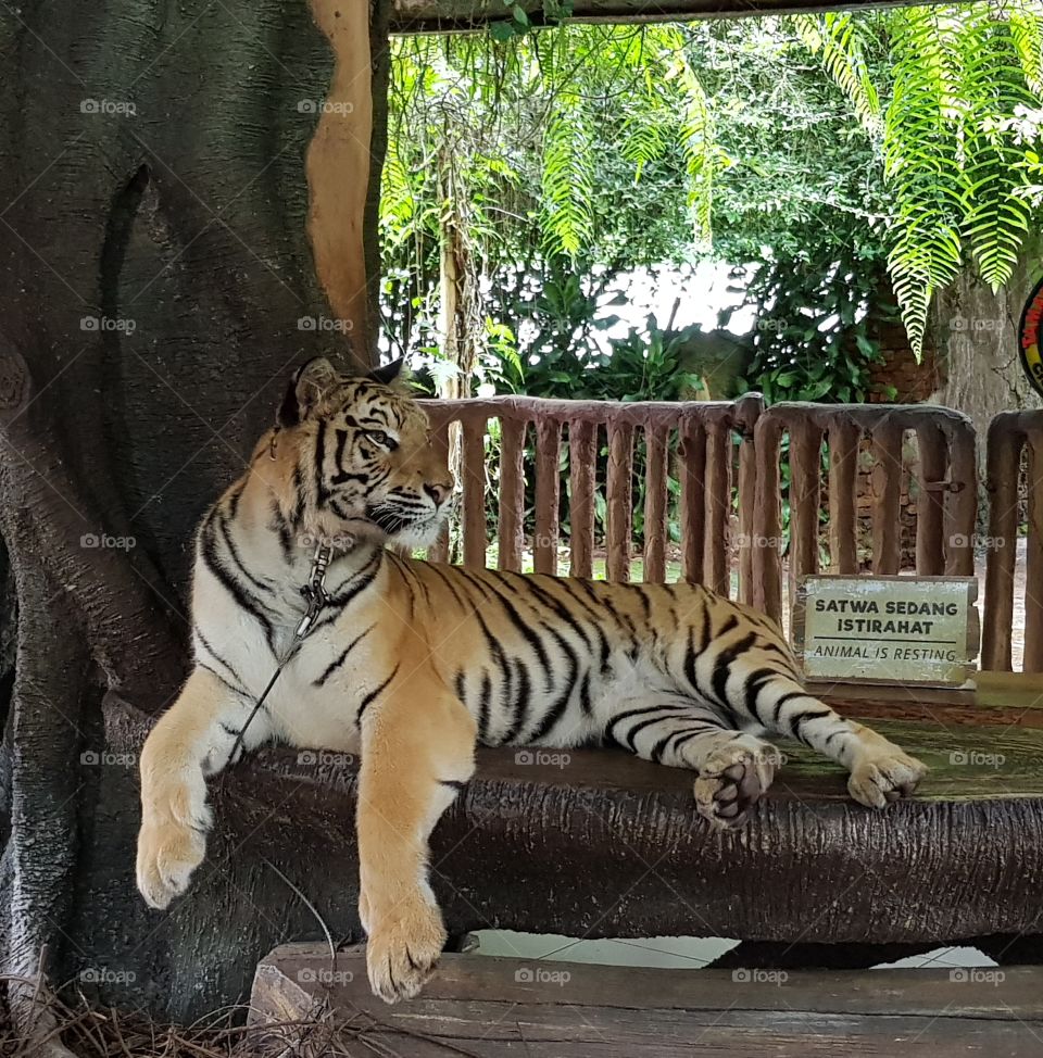 Sumatera Tiger from Indonesia
