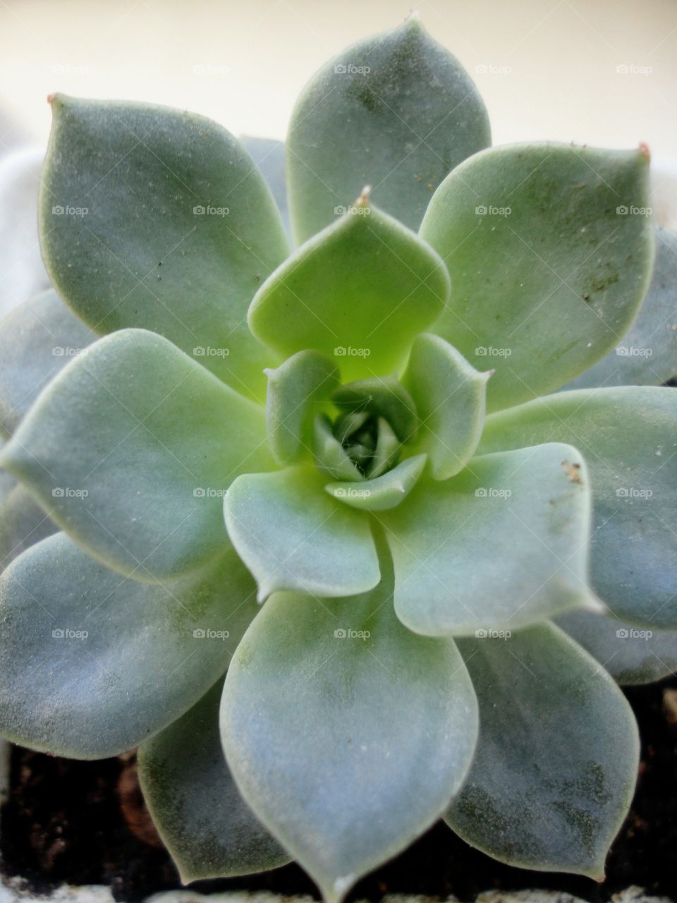 green house plant in the pot