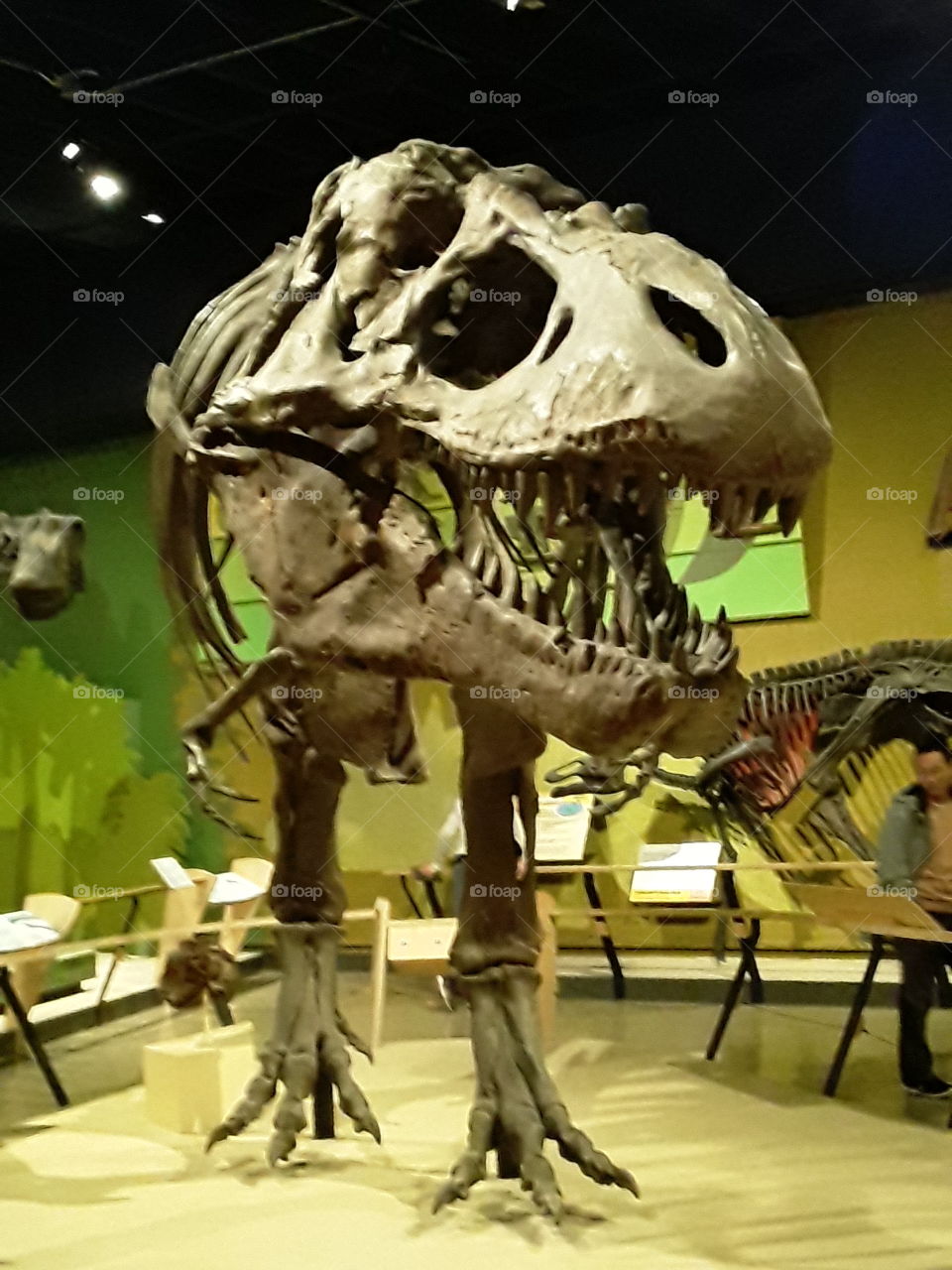skeleton face of didinosaur
