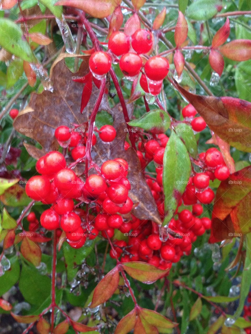 Frozen berries