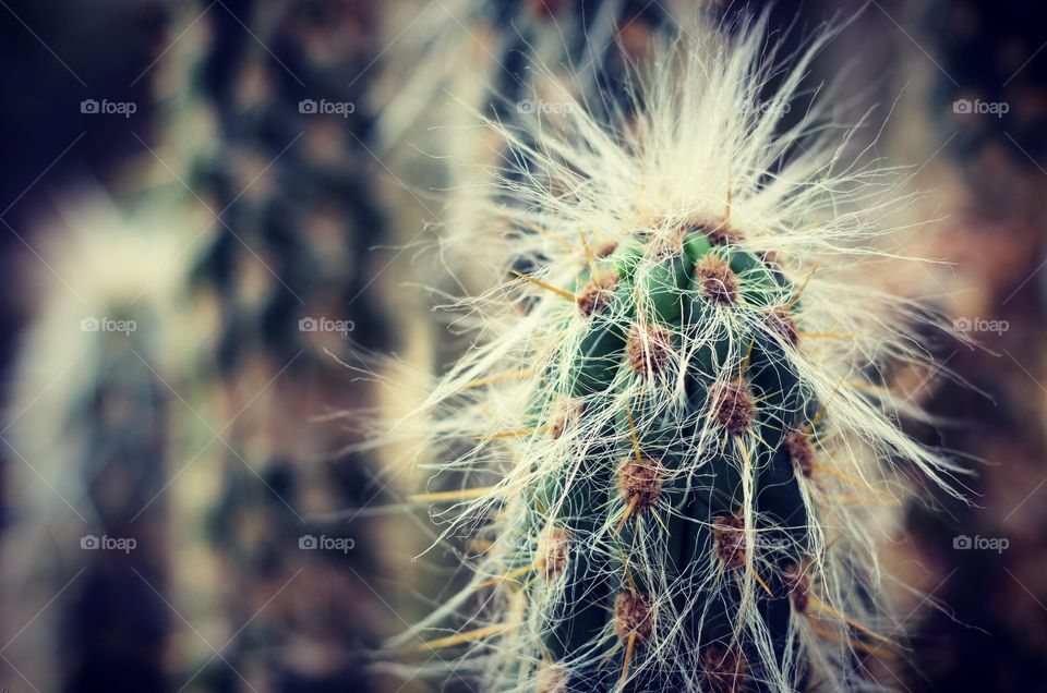 Macro photo of Cactus.