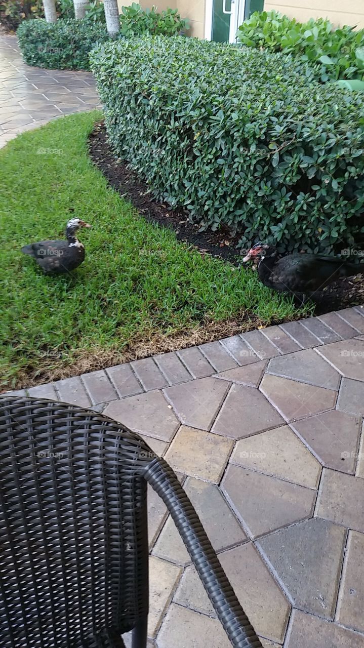 ducks in the grass