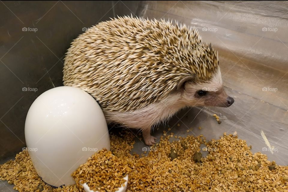 baby dwarf hedgehog