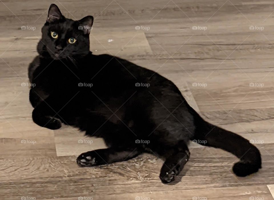 Black cat on wooden floor