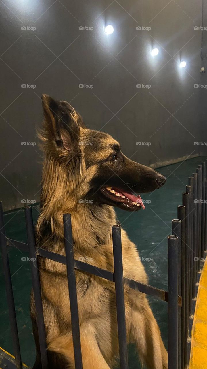 The sharp look of a dog 