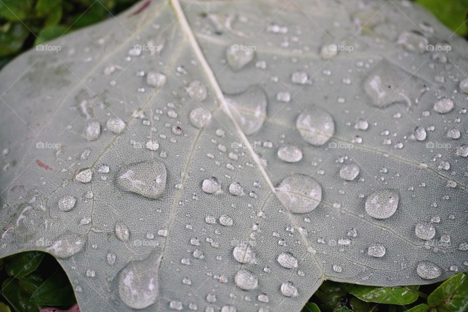 Rain drops 