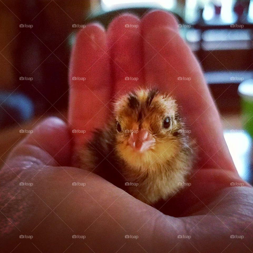 Quail Chick