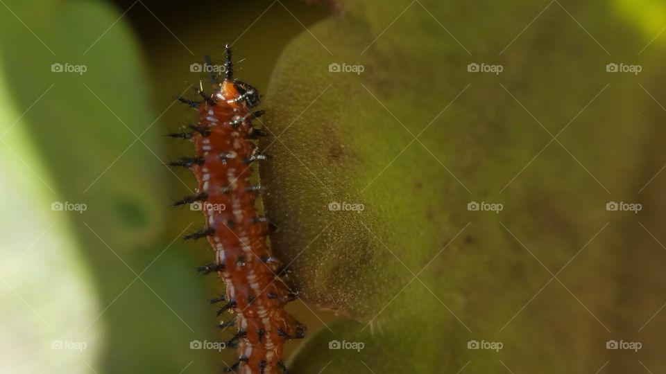 Fritillary Caterpillar 1