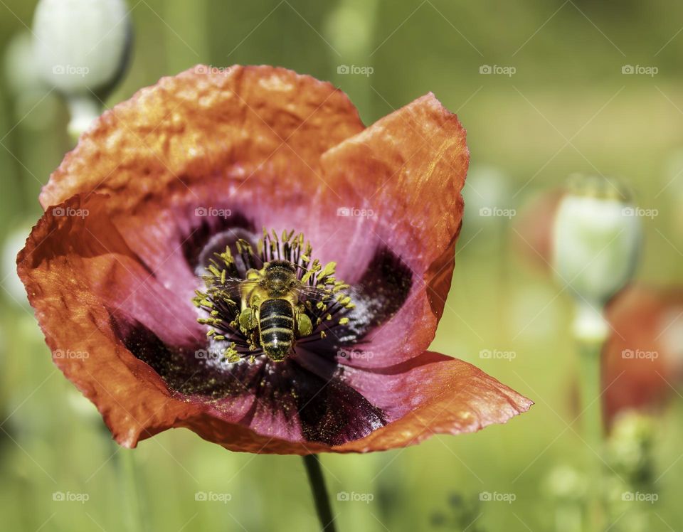 A honey bee on a bright red poppy