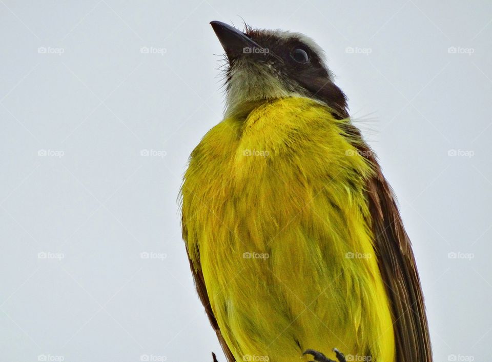 Yellow Tropical Bird. Yellow Kiskadee Songbird In Cancún Mexico
