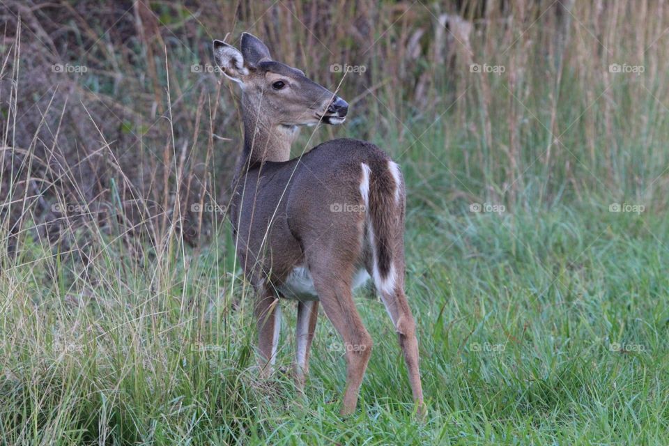 Eastern whitetail deer checking what is behind. 