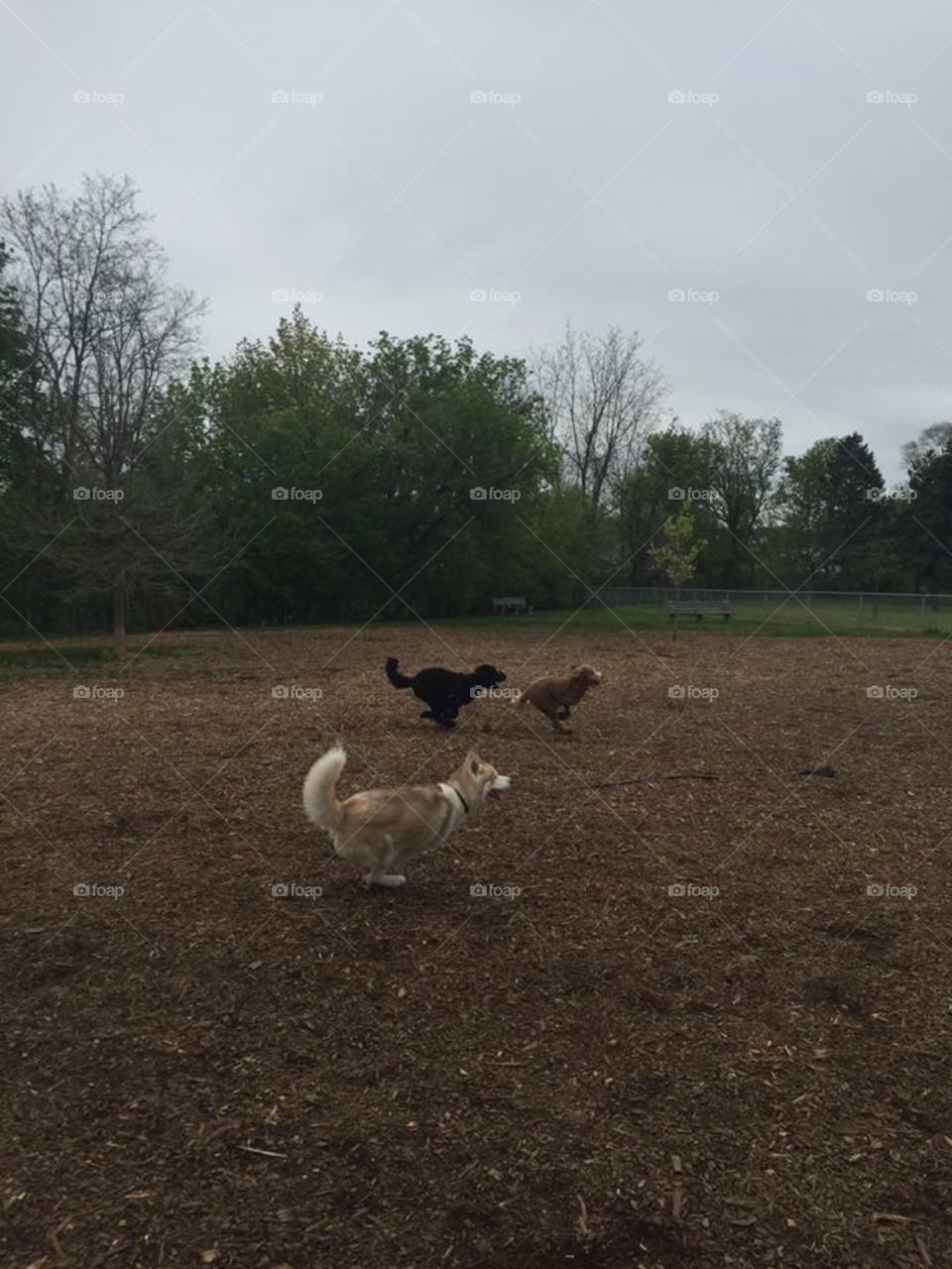 Dogs running in Field