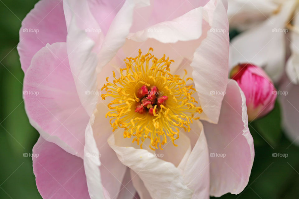 Pink Peony flower.