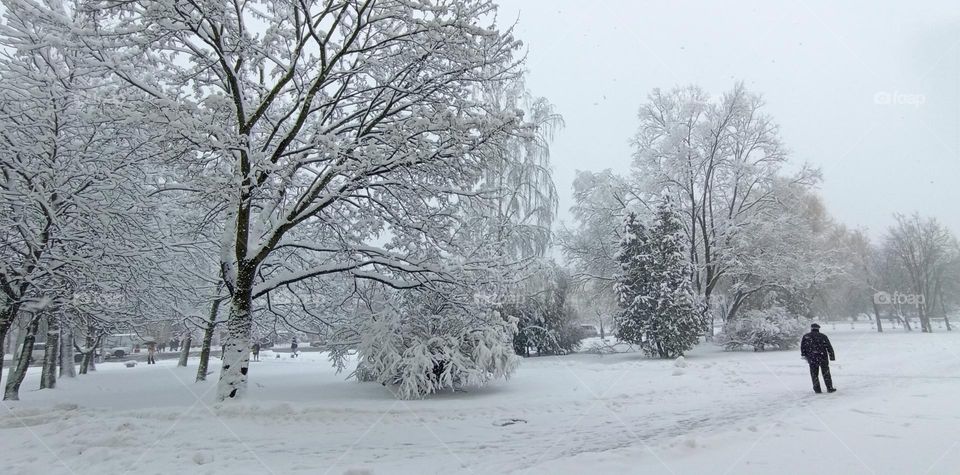 trees in the snow beautiful street view winter time