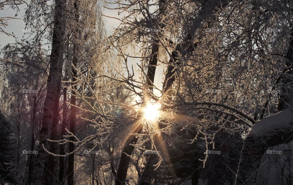 The sun through the branches of trees. Winter landscape.