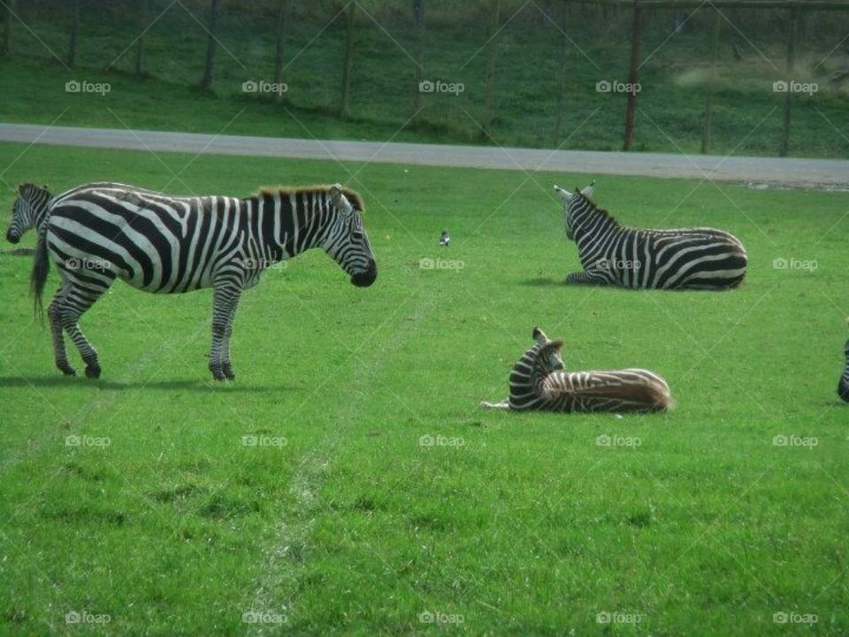 Zebra 